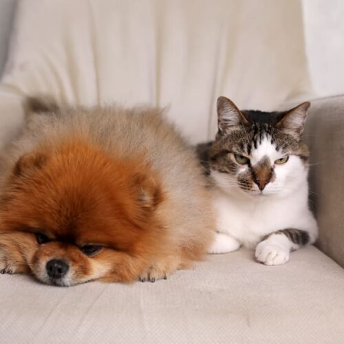 Esterilización gratuita de mascotas con Francisco Martinelli y Signa Global