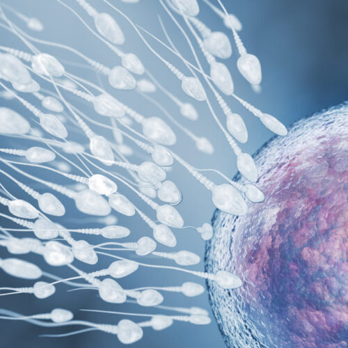 Implantación del embrión: todo lo que debes saber si eres de  México